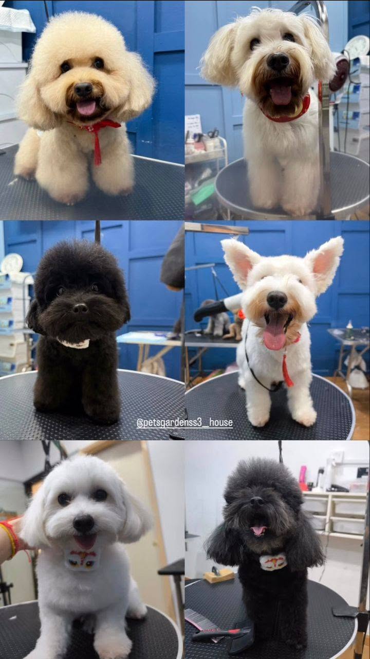 Pets Garden SS 3 9
